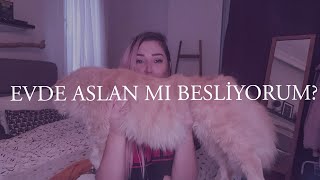 Asmr Türkçe Sohbet Tesla Ile Sorularınızı Yanıtlıyoruz Soft Spoken Soru - Cevap