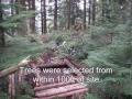 owner built log cabin