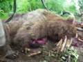 Убийство медведей в Южно-Камчатском заказнике