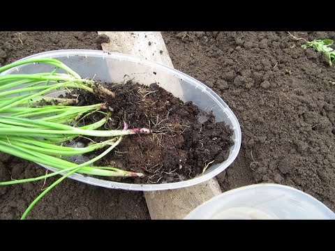 Выращивание лука-чернушки за один сезон – мой опыт, отзывы о нем и советы