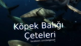 Nat Geo Wild Köpek Balığı Çeteleri