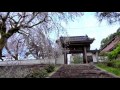 鳳源寺の桜 (広島県三次市)