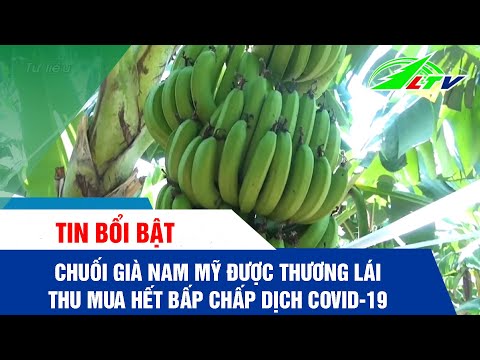 Chuối già Nam Mỹ được thương lái THU MUA HẾT bất chấp ảnh hưởng dịch bệnh #Shorts