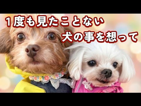 【犬動画】1度も見たことない犬の事を想って 【犬動画】1度も見たことない犬の事を想って