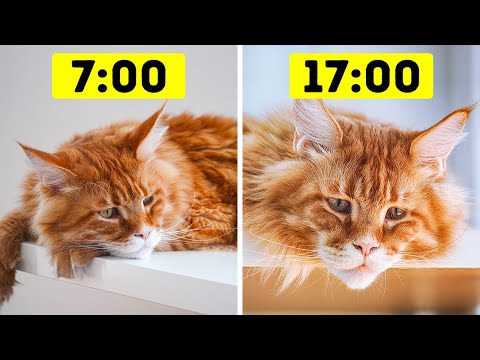 26 Sai Lầm Nguy Hiểm Mà Những Người Nuôi Mèo Luôn Mắc Phải