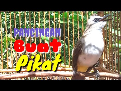 Pancingan Trucukan Betina Gacor Isian Mewah Cocok Buat Pikat