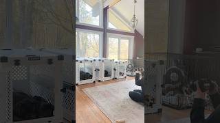 The Best Dog Crates Ever Use Code Tstarchdog For 15% Off Impact Dog Crates