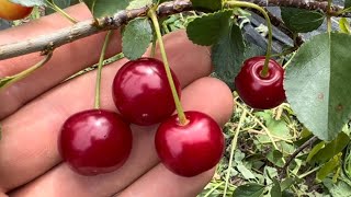 Carmine Jewel Bush Cherry Taste Pnw