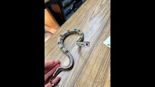 Locality Boa Basics Picking Up A Bitey Baby Boa...