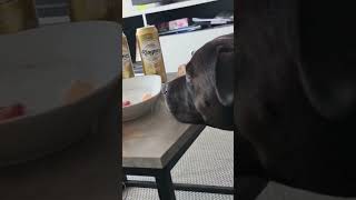 Food Lover Staffordshire Bull Terrier