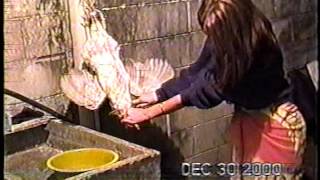 Monica Matando Gallina