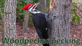 Woodpecker bird pecking fast/ Woodpecker pecking tree Woodpecker bird pecking fast/ Woodpecker pecking tree