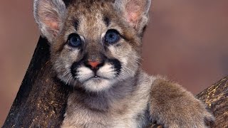 Zoo Ty 2 Mountain Lion Exhibit Tutorial
