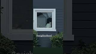 Musical Window Kitty