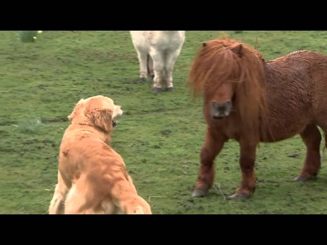 Dogs And Ponies Are Not Only Human’s Friends, But Also Each Other’s - Video
