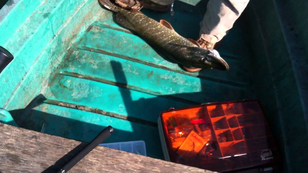 La pêche à khakasii sur noir ijuse