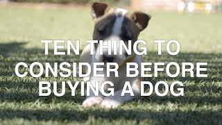 TEN THINGS TO CONSIDER BEFORE BUYING A DOG