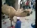 Molvi In Trouble Dangerous Camel Qurbani images Molvi In Trouble Dangerous Camel Qurbani