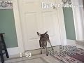 pettube