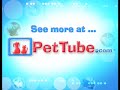 pettube