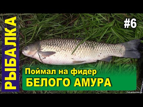 lovlya-belogo-amura-na-fider-video lovlya-belogo-amura-na-fider-video