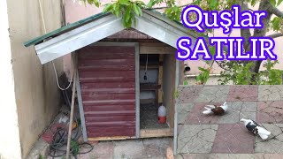 Satilir. Quşxana Və Quşlar Satılır. Nömrə Ilə Əlaqə Saxlayın
