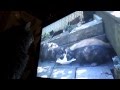 Cat attacks kittens on TV screen; Понаехали Тут!:)