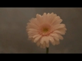 花は咲くプロジェクト／花は咲く（ミュージックビデオダイジェスト）