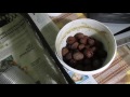Выращивание грецкого ореха из семян быстрым методом часть 1 430