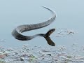 Cottonmouth Water Moccasin Snakes, Wall Doxey State Park, Mississippi!