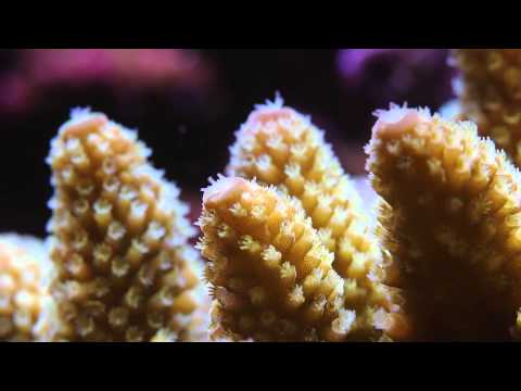 Header of Acropora samoensis