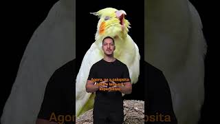Como Entender Os Gestos De Uma Calopsita
