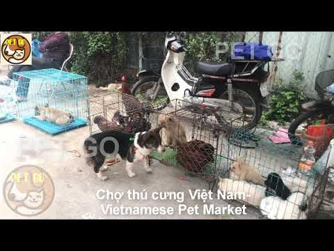 PET GO: Chợ thú cưng Việt Nam, Vietnamese Pet Market (Bán chó mèo ở đâu?