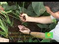 cultivo anturios