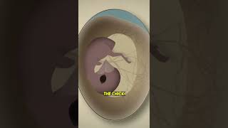 Chick Growing Inside An Open Egg