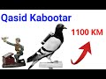Qasid kabootar | Qasid kabootar ki pehchan | Original racer pigeon