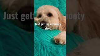 Cute Dog Getting His Booty Sleep Again