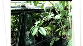 Geandre Tomazoni fala sobre a obra Carro Verde