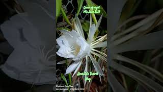 Queen Of Night Flower Blooming Date 14Th June 2025
