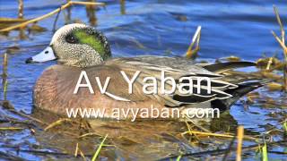 Fiyu Ördek Sesi Avyaban