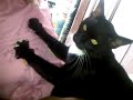 Pijat Pijat Kucing Hitam images Pijat Pijat Kucing Hitam
