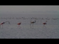 Flamingoes at Pulicat Lake