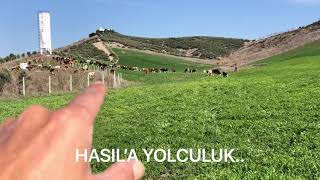 Arpa Hasili İle Saglikli Ve Ekonomi̇k Hayvan Yeti̇sti̇rme Tekni̇kleri̇..
