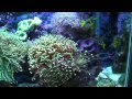 Sanyo Xacti VPC-CA9 Waterproof test (Scuba Diving) in a 20 gallon Reef tank