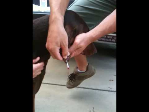Draining hematoma on dog's ear.