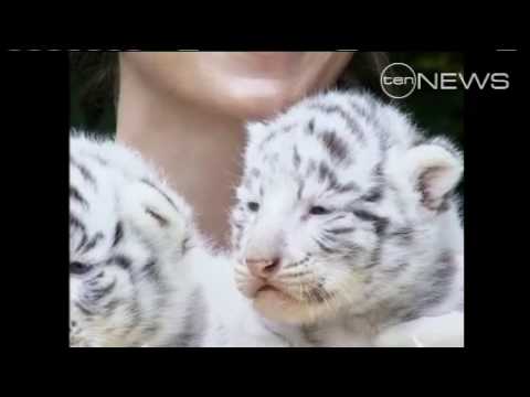 These 3 rare white tiger cubs