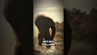 Why Does Kong Ignore Alpha Call Of King Gidorah? Neural