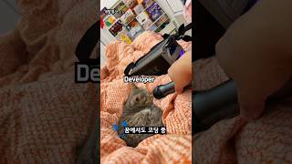 Developer Who Codes While Lying Down Or Sleeping