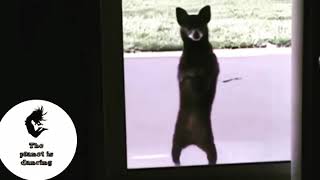 Funny dance animals 2018 )))