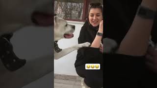 En Komik Köpek Videolarıen Komik Hayvan Videoları